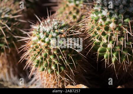 Mammillaria carnea cactus. Banque D'Images