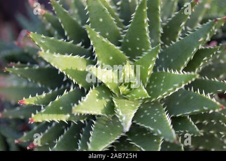 Nobilis d'aloès (ALOE) crantée or plante. Banque D'Images