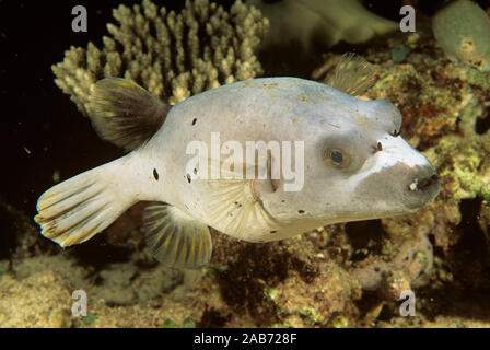 Épinoche tachetée puffer (Arothron nigropunctatus), une espèce de corail qui se nourrit de coraux vivants et d'autres les coelentérés, et même les éponges, les tuniciers et Banque D'Images