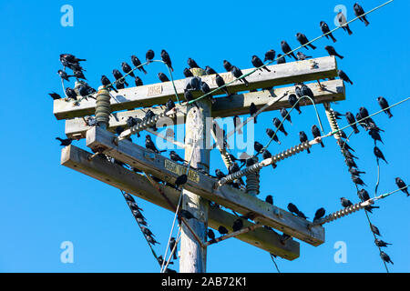 Volée d'oiseaux noirs assis sur des lignes haute tension et de poteau. Fond de Ciel bleu. Banque D'Images