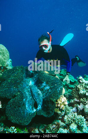 Des bénitiers (Tridacna gigas), le plus important, bivalves avec un plongeur. Grande Barrière de Corail, Queensland, Australie Banque D'Images