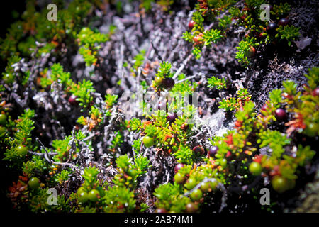Crowberry norvégien noir, des fruits sauvages et des plantes en Norvège. Banque D'Images