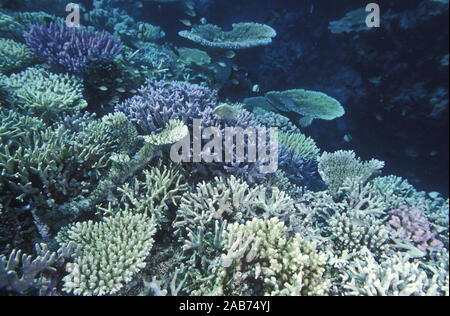 Les coraux durs (surtout Acropora sp.), l'espèce la plus abondante sur le récif. Le nord de la Grande Barrière de Corail, Queensland, Australie Banque D'Images