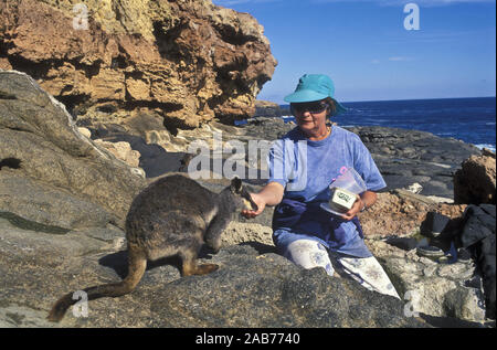 L'Île Pearson-rock wallaby (Petrogale lateralis pearsoni), avec personne. Thistle Island, du Groupe Pearson, au large de la péninsule d'Eyre, en Australie du Sud Banque D'Images