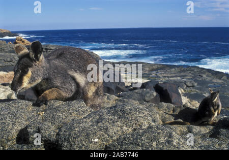 L'Île Pearson-rock wallabies (Petrogale lateralis pearsoni), le chardon, l'Île du Groupe Pearson, au large de la péninsule d'Eyre, en Australie du Sud Banque D'Images