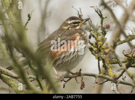 Une belle Redwing, Turdus iliacus, se reposant dans un arbre un jour de pluie après la migration vers le Royaume-Uni pour l'hiver. Banque D'Images