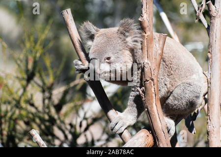 Un koala jouant dans sa pièce Banque D'Images