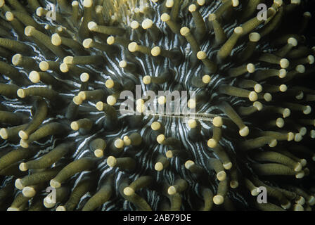 (Heliofungia actiniformis corail champignon), ressemble à une anémone de mer, mais c'est un corail solitaire pas attachés au substrat. Une espèce vulnérable. P Banque D'Images