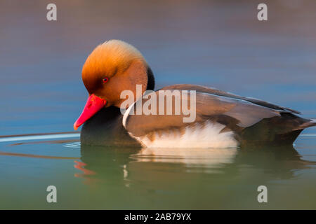 Close-up naturel homme Nette rousse Netta rufina (canard) dans de l'eau Banque D'Images