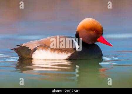 Close-up portrait of male couleur nette rousse (Netta rufina) dans de l'eau Banque D'Images