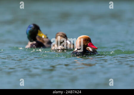 Trois différents canards colorés nageant dans l'eau bleue Banque D'Images