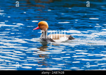 Un mâle Nette rousse Netta rufina (canard) dans l'eau bleue Banque D'Images