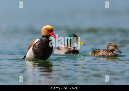 Les trois canards colorés dans l'eau dans la lumière du soleil Banque D'Images