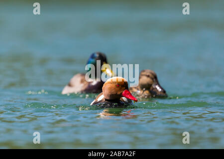 Trois différents canards colorés naturel natation dans l'eau dans la lumière du soleil Banque D'Images