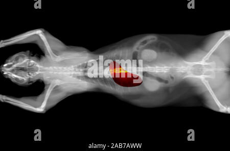 Scanner noir et blanc d'un chat animal domestique sur un fond noir. Diagnostic vétérinaire oncologie x-ray test. Estomac mis en évidence en rouge. Banque D'Images