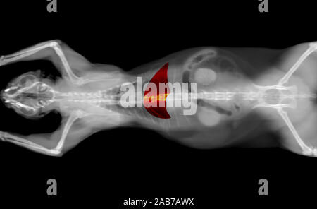 Scanner noir et blanc d'un chat animal domestique sur un fond noir. Diagnostic vétérinaire oncologie x-ray test. foie mis en évidence en rouge. Banque D'Images