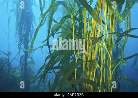 Varech géant (Macrocystis pyrifera) frondes, étendre de l'holdfast et se composent de longue corde-comme des feuilles, les stipes-comme des lames et vessies remplies de gaz. Eas Banque D'Images
