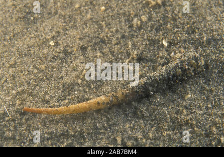 (Ver Pectinaria sp.), ver polychète qui construit un tube rigide par la cimentation des grains de sable ensemble, et l'exécute sur comme il se déplace sur et throu Banque D'Images