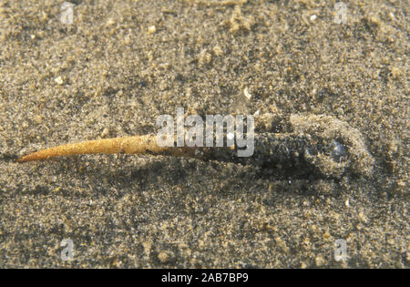(Ver Pectinaria sp.), ver polychète qui construit un tube rigide par la cimentation des grains de sable ensemble, et l'exécute sur comme il se déplace sur et throu Banque D'Images