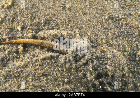 (Ver Pectinaria sp.), ver polychète qui construit un tube rigide par la cimentation des grains de sable ensemble, et l'exécute sur comme il se déplace sur et throu Banque D'Images