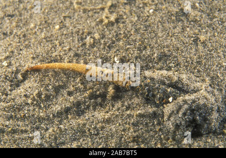 (Ver Pectinaria sp.), ver polychète qui construit un tube rigide par la cimentation des grains de sable ensemble, et l'exécute sur comme il se déplace sur et throu Banque D'Images