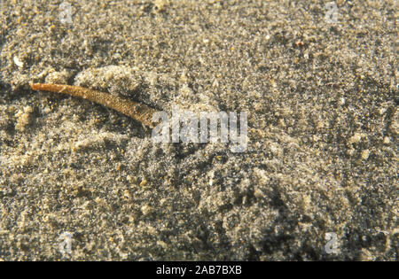 (Ver Pectinaria sp.), ver polychète qui construit un tube rigide par la cimentation des grains de sable ensemble, et l'exécute sur comme il se déplace sur et throu Banque D'Images