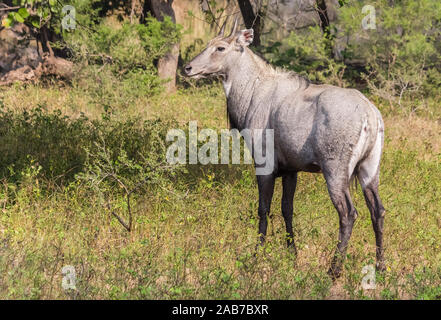 Deer (Cerves unicolor) dans le parc national de Ranthambore, en Inde Banque D'Images