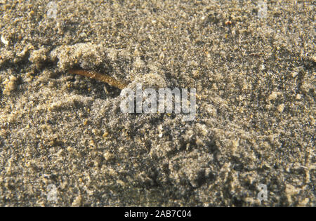 (Ver Pectinaria sp.), ver polychète qui construit un tube rigide par la cimentation des grains de sable ensemble, et l'exécute sur comme il se déplace sur et throu Banque D'Images