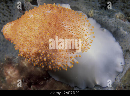 Oeuf Costellate costellata cauris (ovulation), un ou des cauris alliées de la coquille des Œufs', 'liées à cauris avec shell blanc épais comme les porcelaines (ovulation ovule). Soli Banque D'Images
