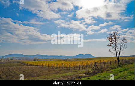 Joli vignoble sur une colline. Montagnes en arrière-plan. Ciel nuageux Ciel bleu. Paysage d'automne. Vignoble de couleur jaune et orange. Banque D'Images