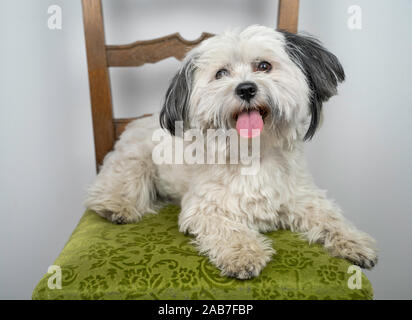 Bichon Havanais (Canis lupus familiaris) chiot blanc couché sur un fauteuil vert. Tonge qui sort de sa bouche. Jeune homme à la recherche de chiot à l'appareil photo Banque D'Images