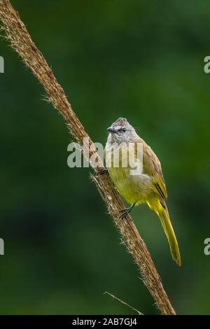 Bulbul Flavescent percher sur l'herbe du bambou fleur et souffler vers le haut son plumage Banque D'Images