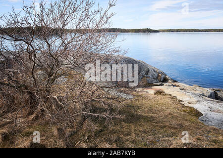 Bush à sec les branches et rochers sur la rive de la mer Baltique dans Kassnäs, île Kemiö en Finlande. Banque D'Images