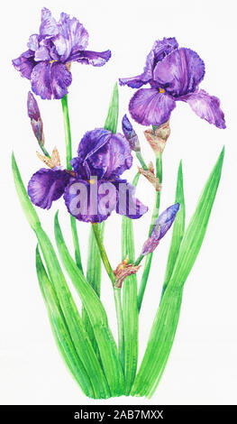 Iris mauve Banque D'Images
