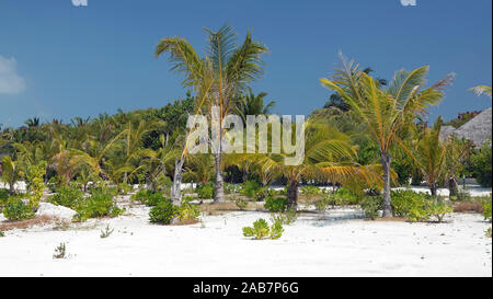 Plage et palmiers, la cannelle Dhonveli Island, North Male Atoll, Maldives Banque D'Images