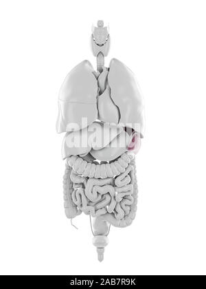 Médicalement en rendu 3d illustration de la rate exacte Banque D'Images