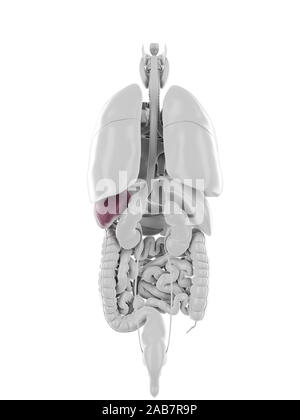 Médicalement en rendu 3d illustration de la rate exacte Banque D'Images