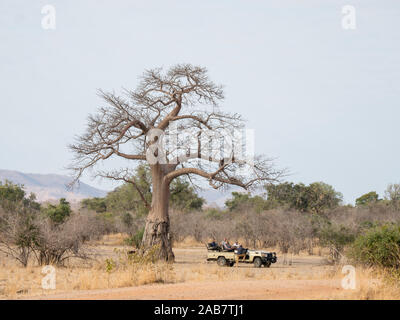 Un très grand Baobab (Adansonia digitata), montrant les dégâts de nourriture d'éléphants dans le parc national de South Luangwa, en Zambie, l'Afrique Banque D'Images