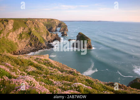 Sea Thrift croissant sur les falaises surplombant Bedruthan Steps, Cornwall, Angleterre, Royaume-Uni, Europe Banque D'Images