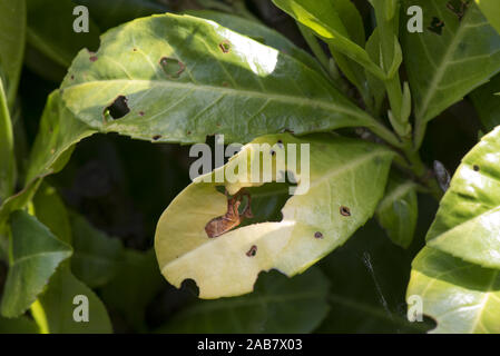 Criblure bactérienne, Pseudomonas syringae, les feuilles de laurier, Prunus laurocerasus, dans un jardin d'une haie, peut Banque D'Images