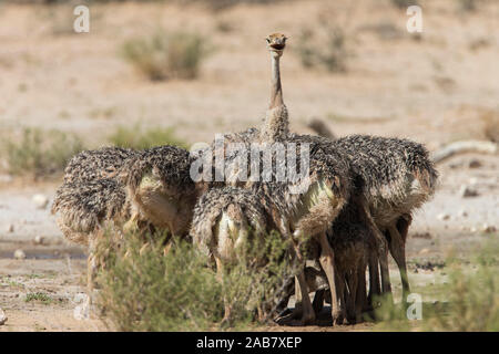 Autruche (Struthio camelus) les poussins, Kgalagadi Transfrontier Park, Afrique du Sud, l'Afrique Banque D'Images