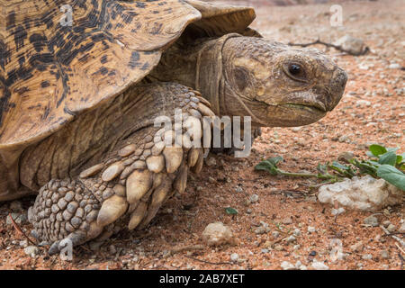 Tortue léopard ((tortue) montagne (Stigmochelys pardalis), Kgalagadi Transfrontier Park, Afrique du Sud, l'Afrique Banque D'Images