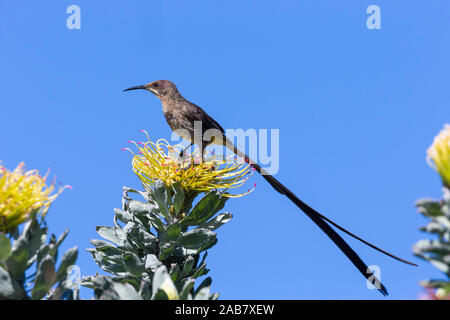 Cape sugarbird (Promerops cafer), Kirstenbosch National Botanical Garden, Cape Town, Afrique du Sud, l'Afrique Banque D'Images