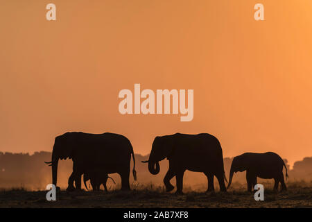 Les éléphants d'Afrique (Loxodonta africana) au coucher du soleil, Chobe National Park, Botswana, Africa Banque D'Images