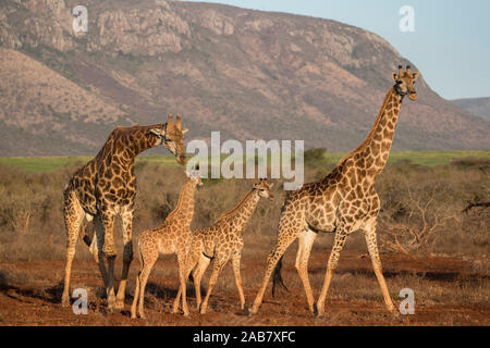 Girafe (Giraffa camelopardalis), Zimanga game reserve, KwaZulu-Natal, Afrique du Sud, l'Afrique Banque D'Images