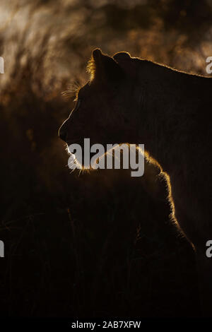 Lioness (Panthera leo), Zimanga Private Game Reserve, KwaZulu-Natal, Afrique du Sud, l'Afrique Banque D'Images