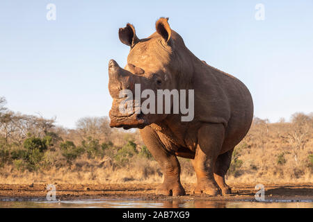 Le rhinocéros blanc (Ceratotherium simum) bull à l'eau, l'Zimanga Private Game Reserve, KwaZulu-Natal, Afrique du Sud, l'Afrique Banque D'Images