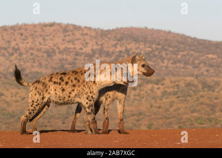 L'Hyène tachetée (Crocuta crocuta), Zimanga Private Game Reserve, KwaZulu-Natal, Afrique du Sud, l'Afrique Banque D'Images