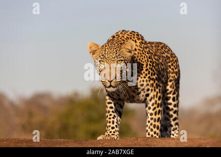 Leopard (Panthera pardus), homme Zimanga Private Game Reserve, KwaZulu-Natal, Afrique du Sud, l'Afrique Banque D'Images