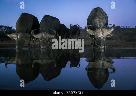 Buffle (Syncerus caffer) boire au crépuscule, Zimanga Private Game Reserve, KwaZulu-Natal, Afrique du Sud, l'Afrique Banque D'Images